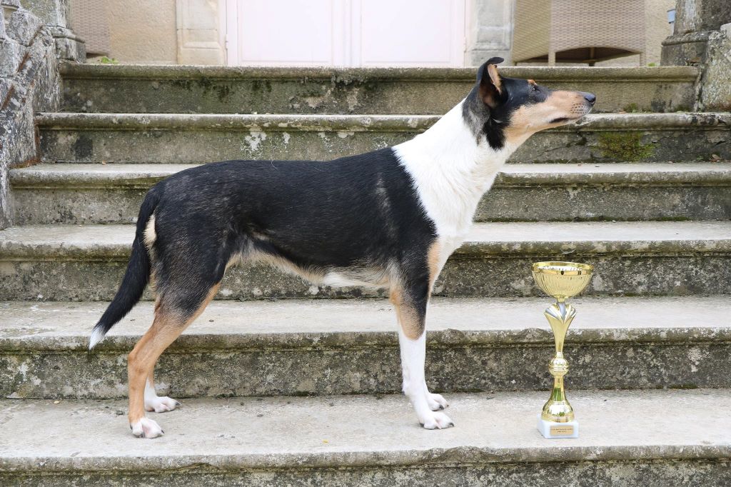 Opération charme de la Fleur d'Ecosse