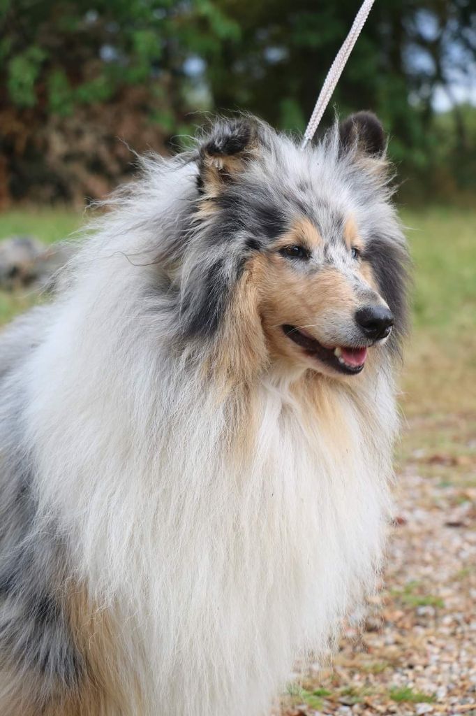 De La Légende De Joyce - Des chiots sont attendus !! 